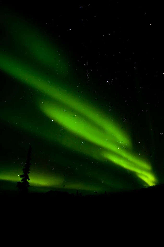 Green ribbons of aurora above Denali's trees