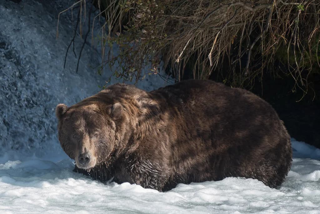A brown bear resting in the flowing water at Brooks Falls, Katmai